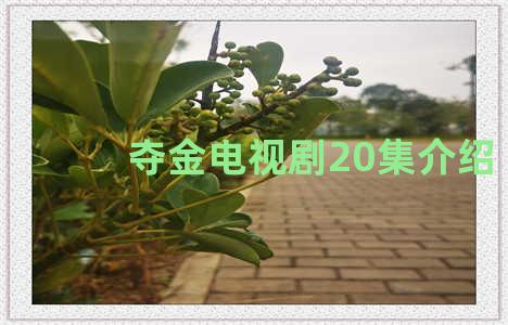 夺金电视剧20集介绍